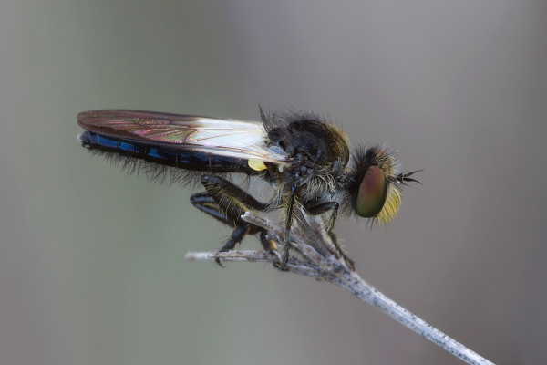 Podoctria nigripennis