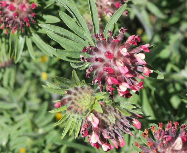 Anthyllis vulneraria subsp. rubriflora