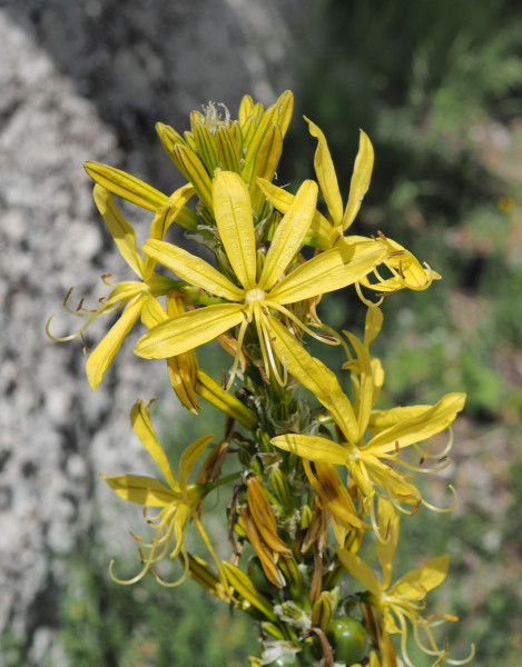 Asphodeline lutea