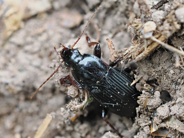 Calathus fuscipes