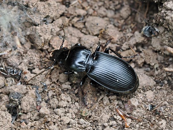 Pterostichus melas