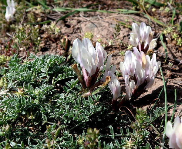 Astragalus sareptanus