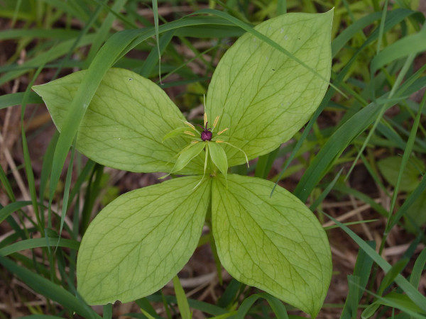 Paris quadrifolia