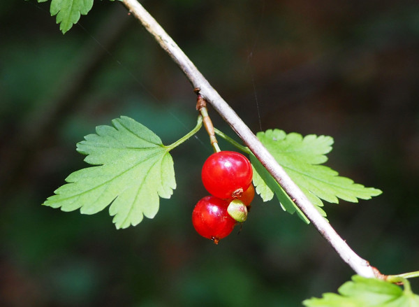 Ribes alpinum