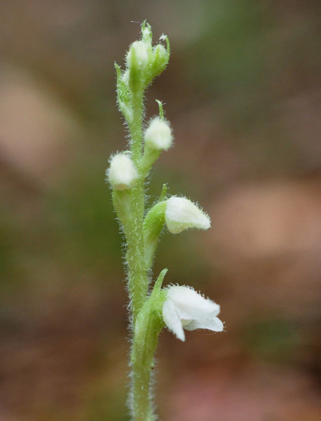 Goodyera repens