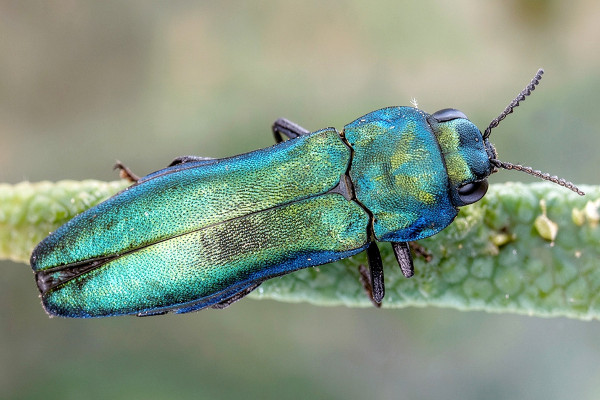 Agrilus cyanescens