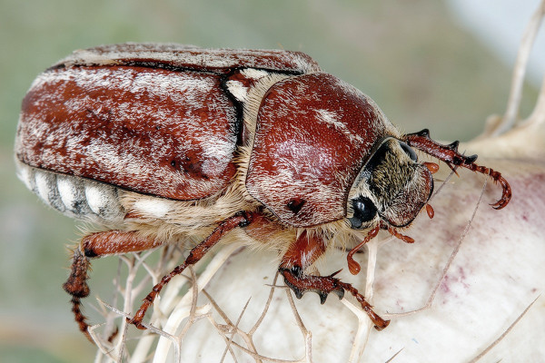 Anoxia matutinalis