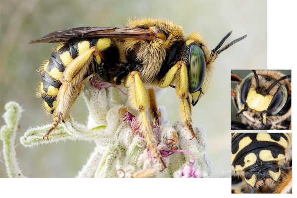 Anthidium loti