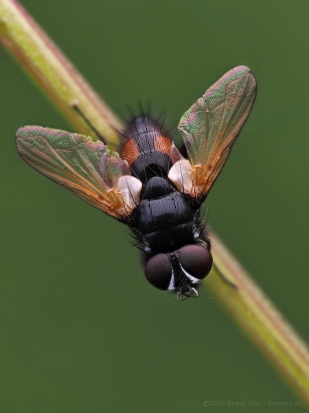 Musca autumnalis