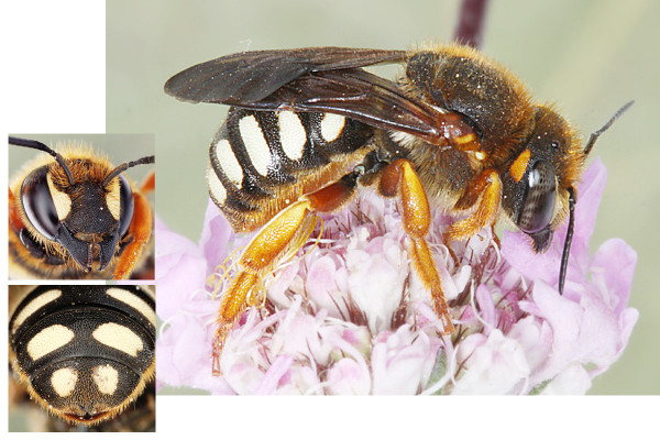 Rhodanthidium septemdentatum