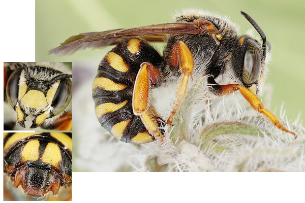 Rhodanthidium septemdentatum