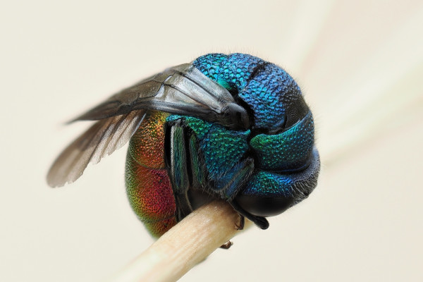 Holopyga ignicollis