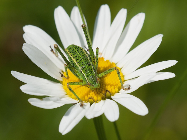 Isophya kraussii