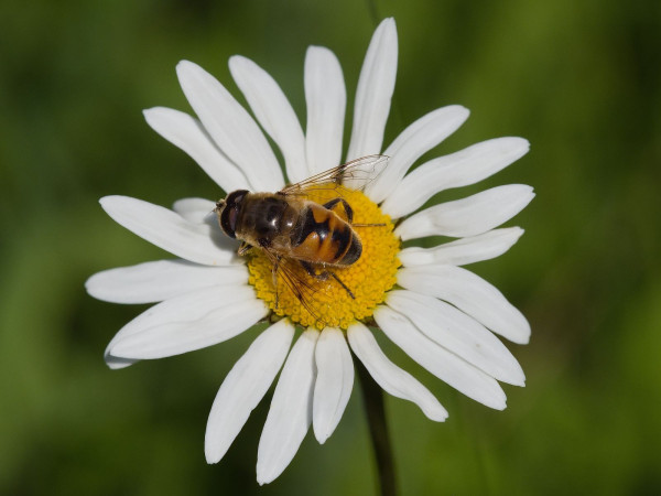 Eristalis tenax