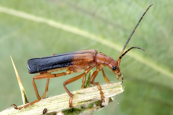 Armidia signata