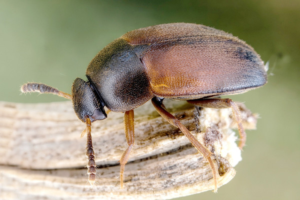 Sciodrepoides watsoni