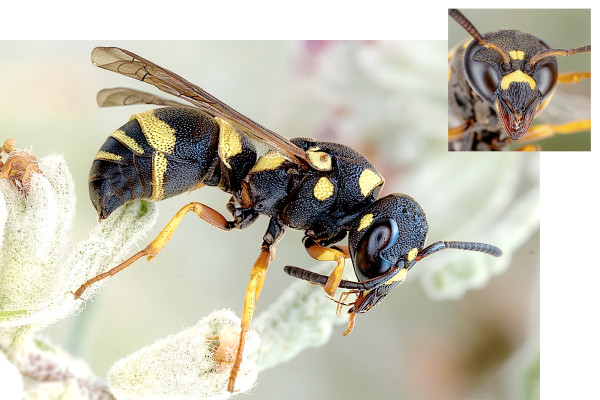 Stenodynerus fastidiosissimus
