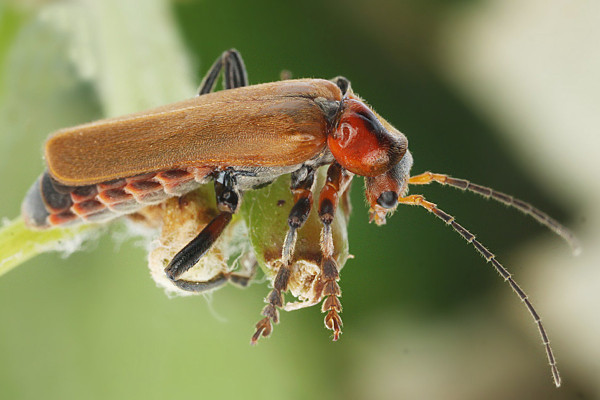 Cantharis quadripunctata