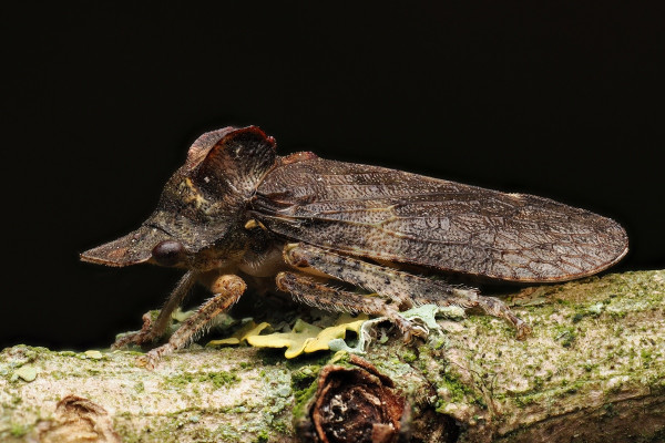 Ledra aurita