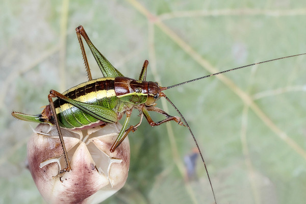 Poecilimon laevissimus