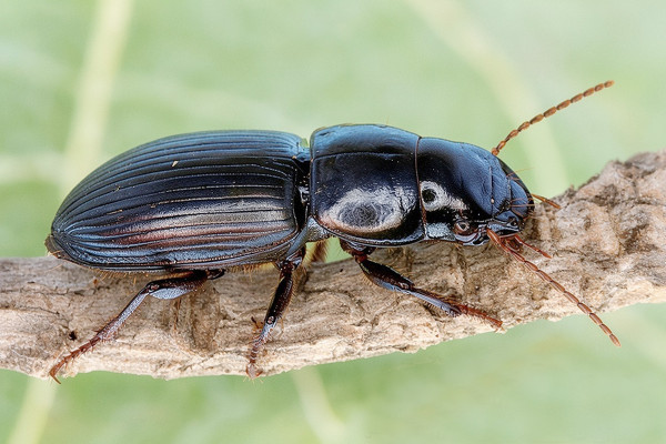 Acinopus megacephalus