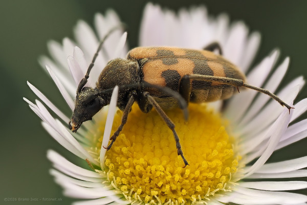 Pachytodes erraticus