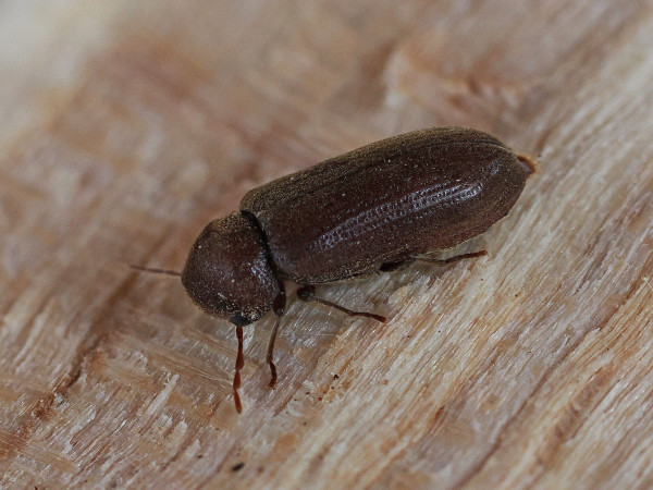Anobium punctatum
