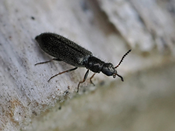 Dasytes aeratus