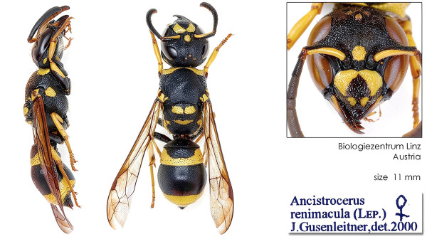 Ancistrocerus renimacula