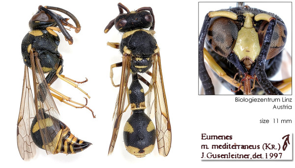 Eumenes mediterraneus