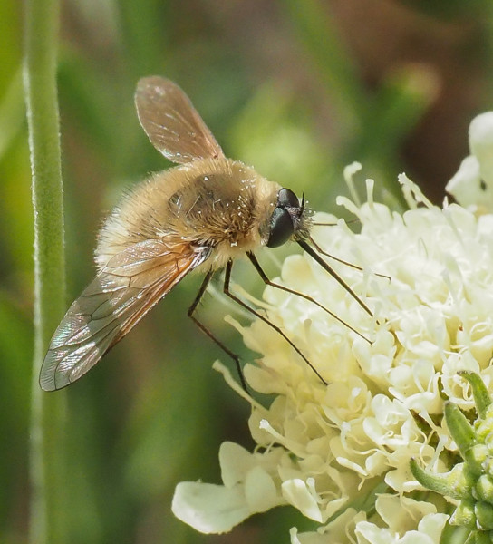 Bombylius minor