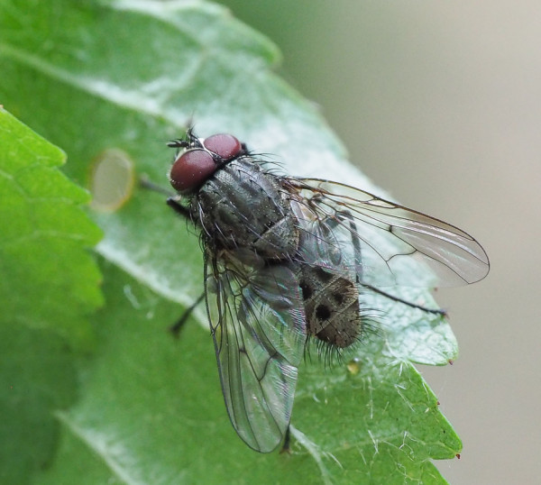 Helina maculipennis