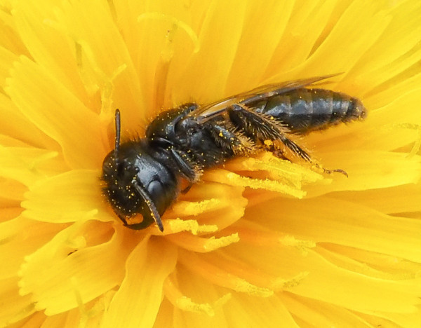 Panurgus calcaratus