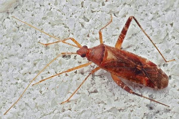 Phytocoris varipes