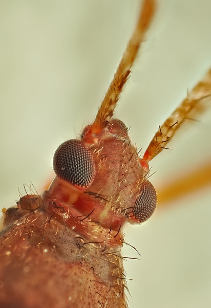 Phytocoris varipes