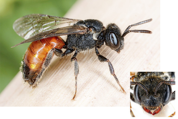 Sphecodes marginatus
