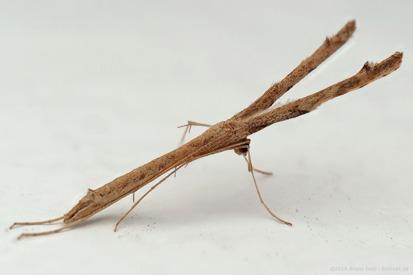Agdistis tamaricis