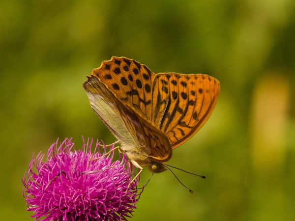 perlovec striebristopásavý