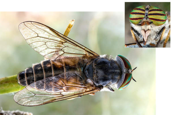 Hybomitra arpadi