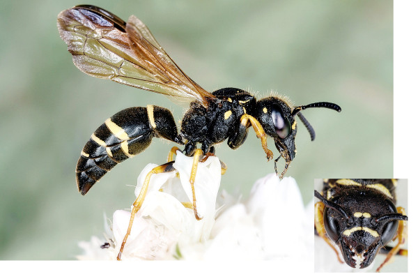 Euodynerus quadrifasciatus