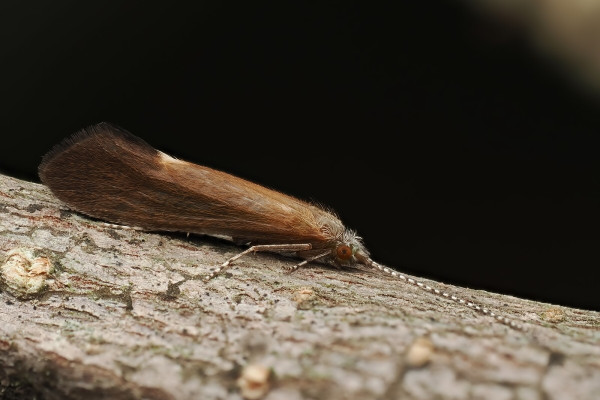 Ceraclea albimacula