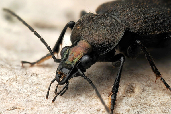 Chlaenius tristis
