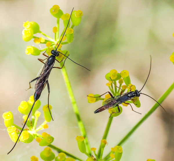 Lissonota cruentator