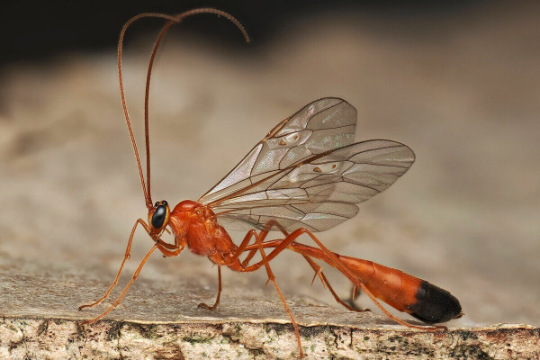 Enicospilus ramidulus
