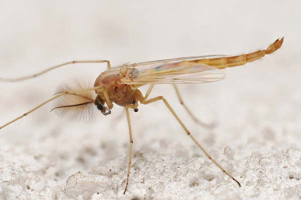 Chironomus dorsalis