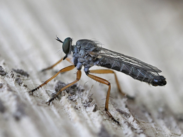Neomochtherus pallipes