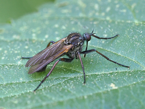 Empis tessellata