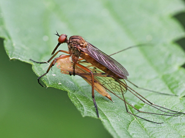 Empis livida