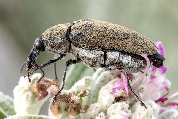 Mycterus curculioides