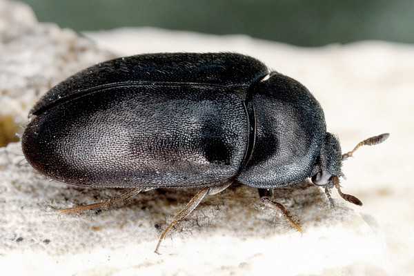 Attagenus schaefferi